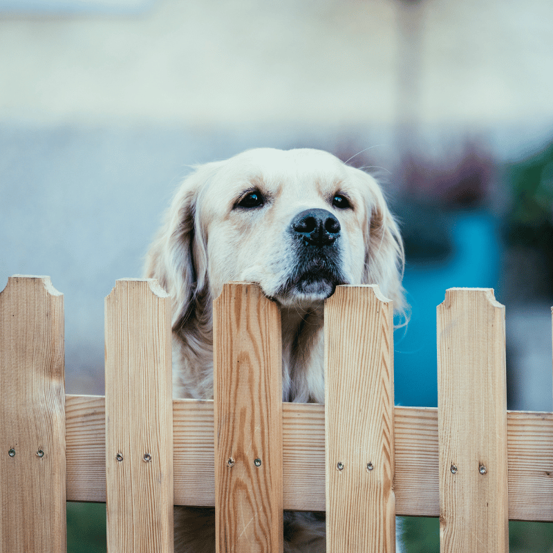 Dog Fence in Seattle WA